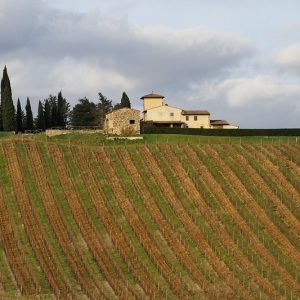 Vinyard in Tuscany